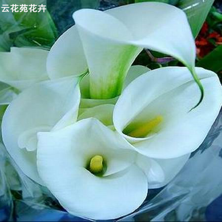 昆明鲜花-白色马蹄莲