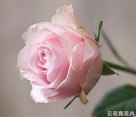 昆明粉红雪山玫瑰
