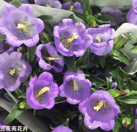 昆明鲜花-紫色风铃花