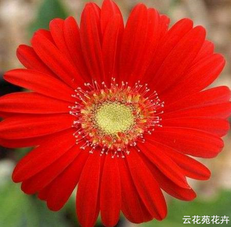 昆明红色非洲菊