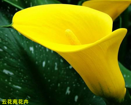 昆明鲜花-黄色马蹄莲