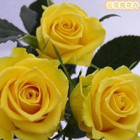 云南鲜花-金枝玉叶玫瑰