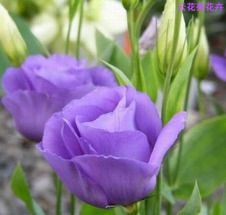 云南鲜花-浅紫色洋桔梗