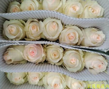 昆明鲜花-小白兔玫瑰