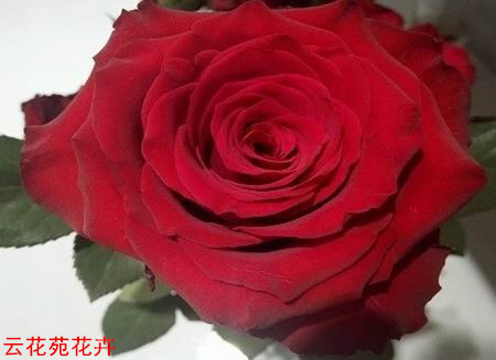 昆明鲜花-新娘玫瑰