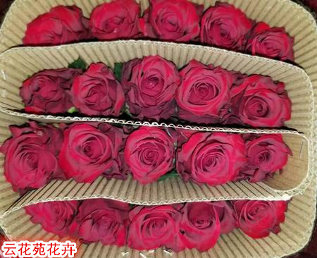 云南鲜花-新娘玫瑰