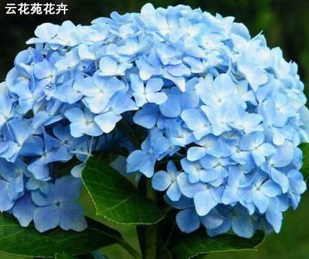 昆明鲜花-蓝色绣球
