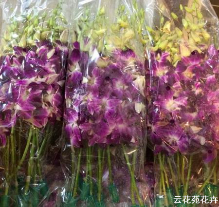 云南鲜花-紫色洋兰