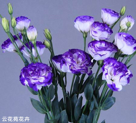 昆明鲜花-紫边洋桔梗
