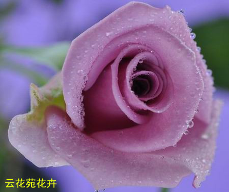 昆明紫皇后玫瑰