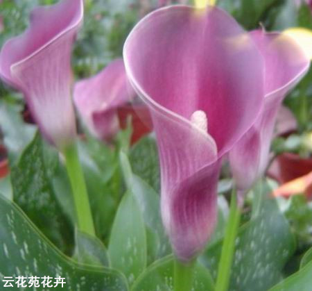 昆明鲜花-紫色马蹄莲
