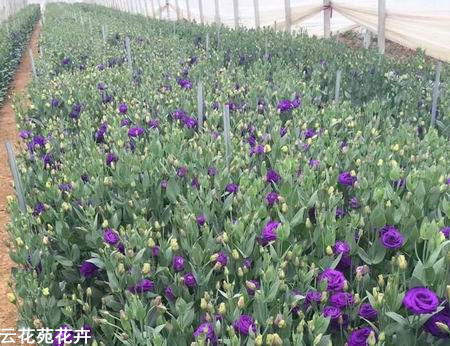 云南鲜花-紫色洋桔梗