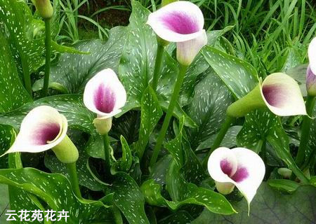 昆明鲜花-白边紫心马蹄莲